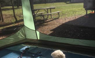 David G.'s photo of camping with pets at Santos Trailhead & Campground near National Forests in Florida