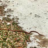 Review photo of Kilpatrick Hammock Campground — Kissimmee Prairie Preserve State Park by David G., June 20, 2019