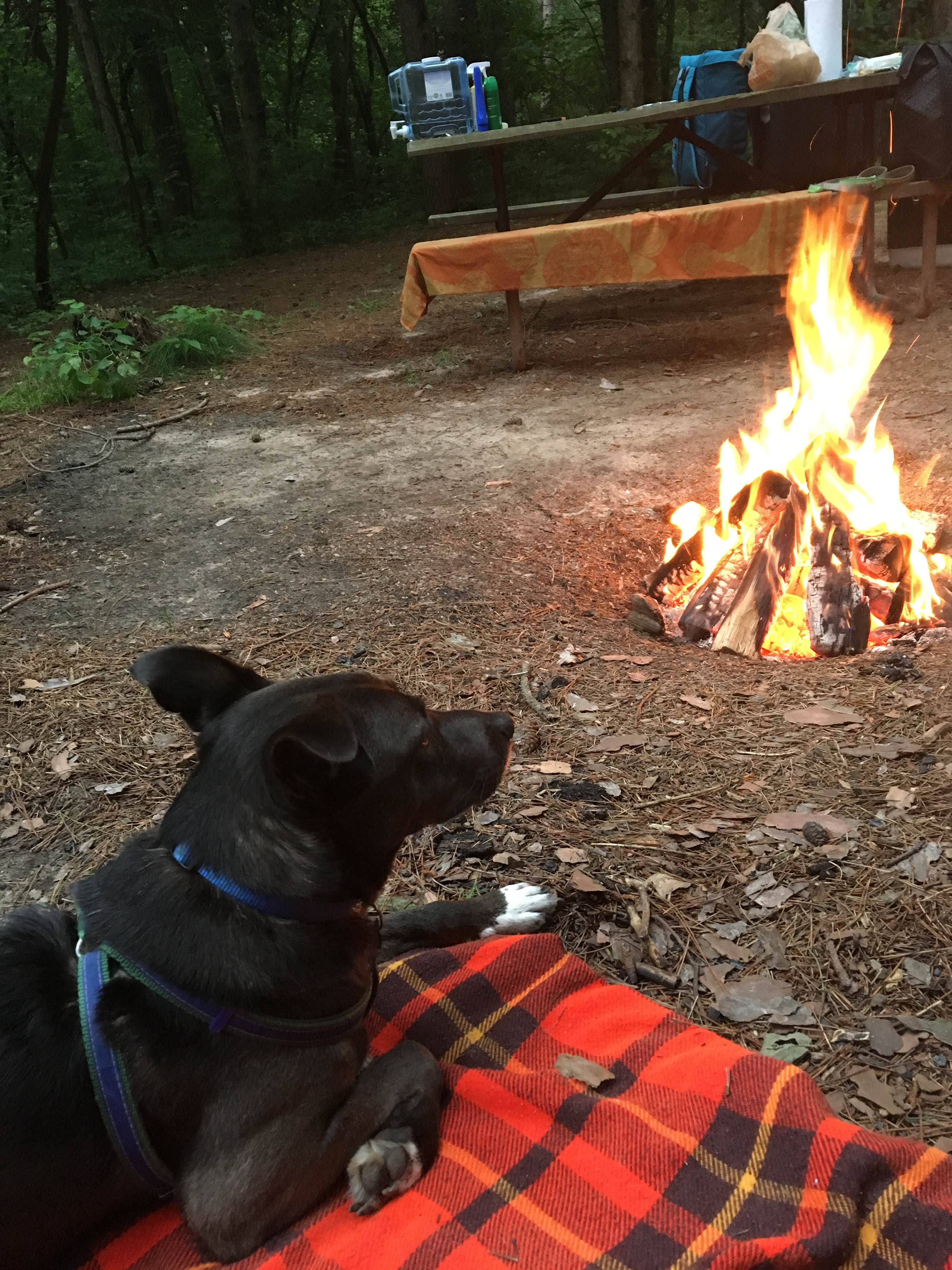 Camper submitted image from Red Oak Campgrounds - 5