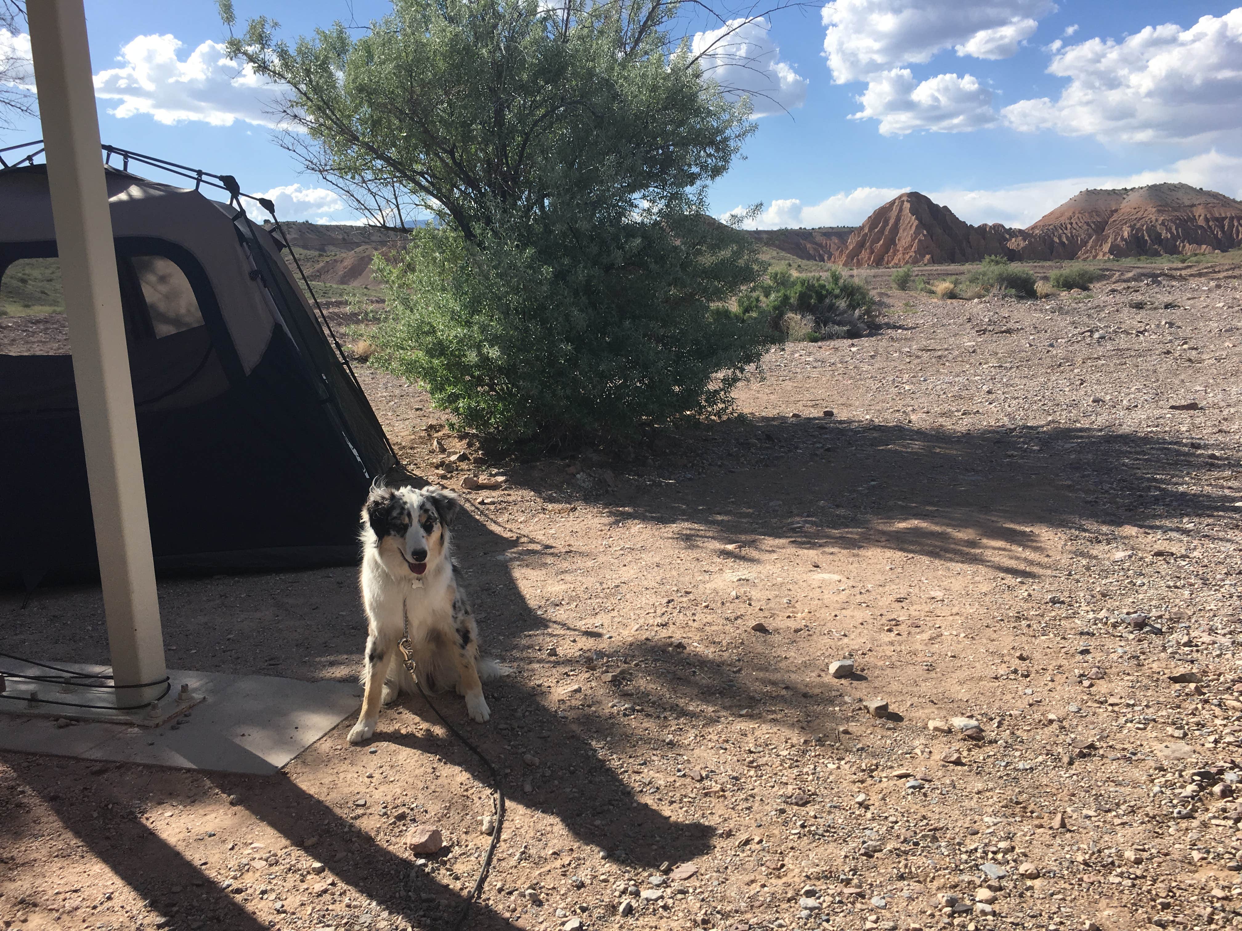 Stephen K.'s photo of camping with pets at Cathedral Gorge State Park Campground in Nevada