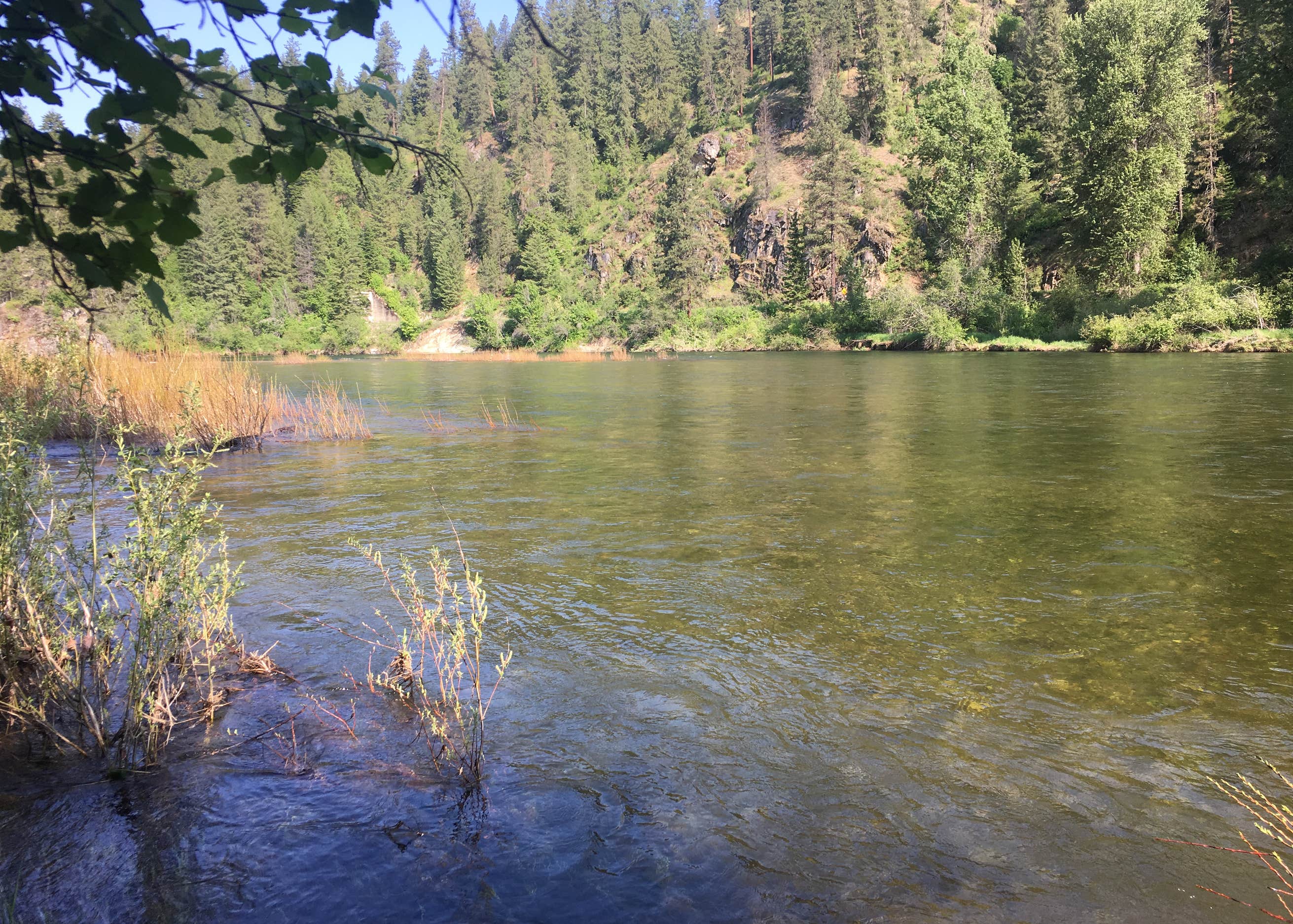 Honeysuckle Campground Camping Coeur d'Alene, ID The Dyrt