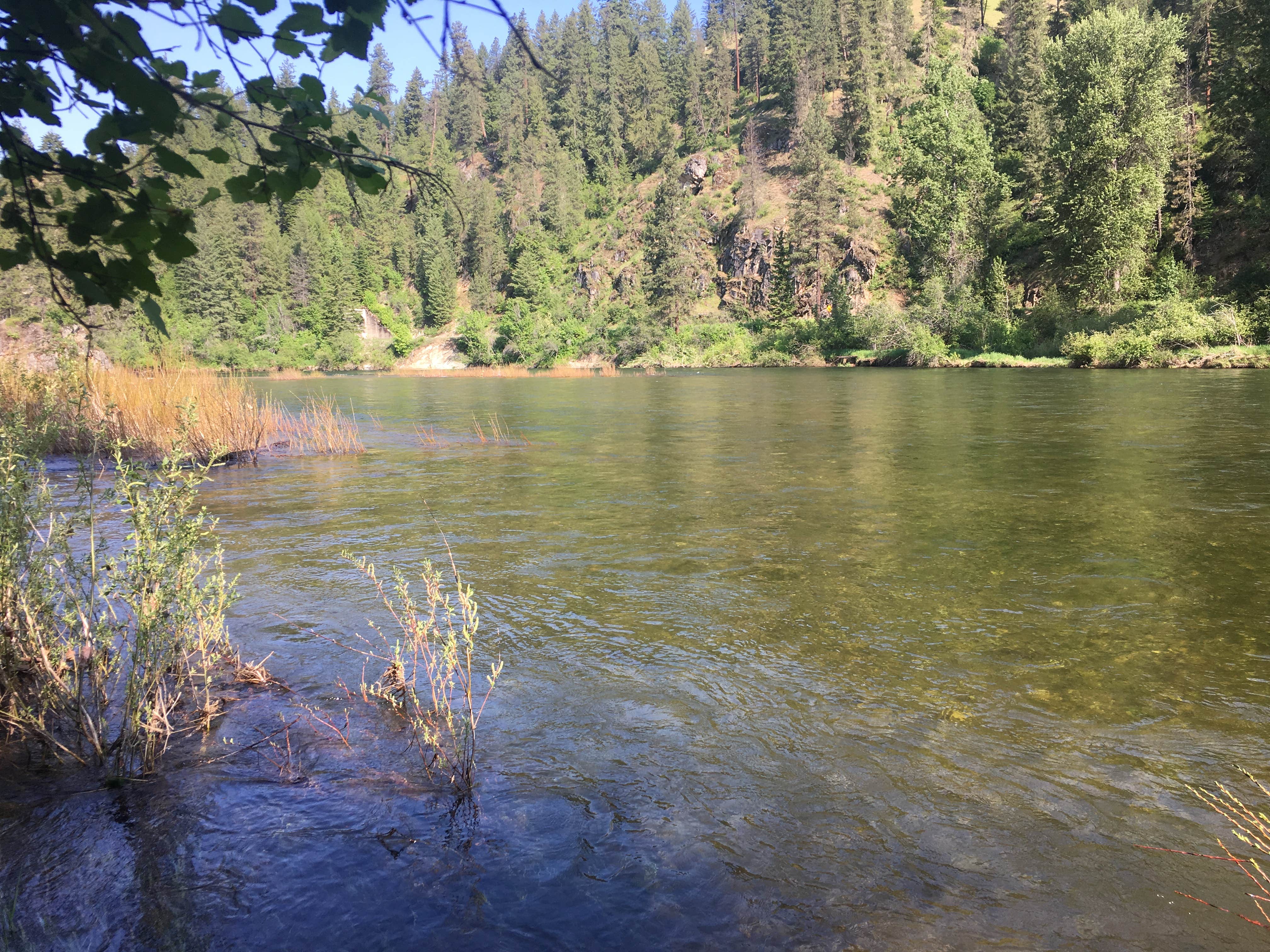 Camper submitted image from Honeysuckle Campground — Idaho Panhandle National Forests - 1