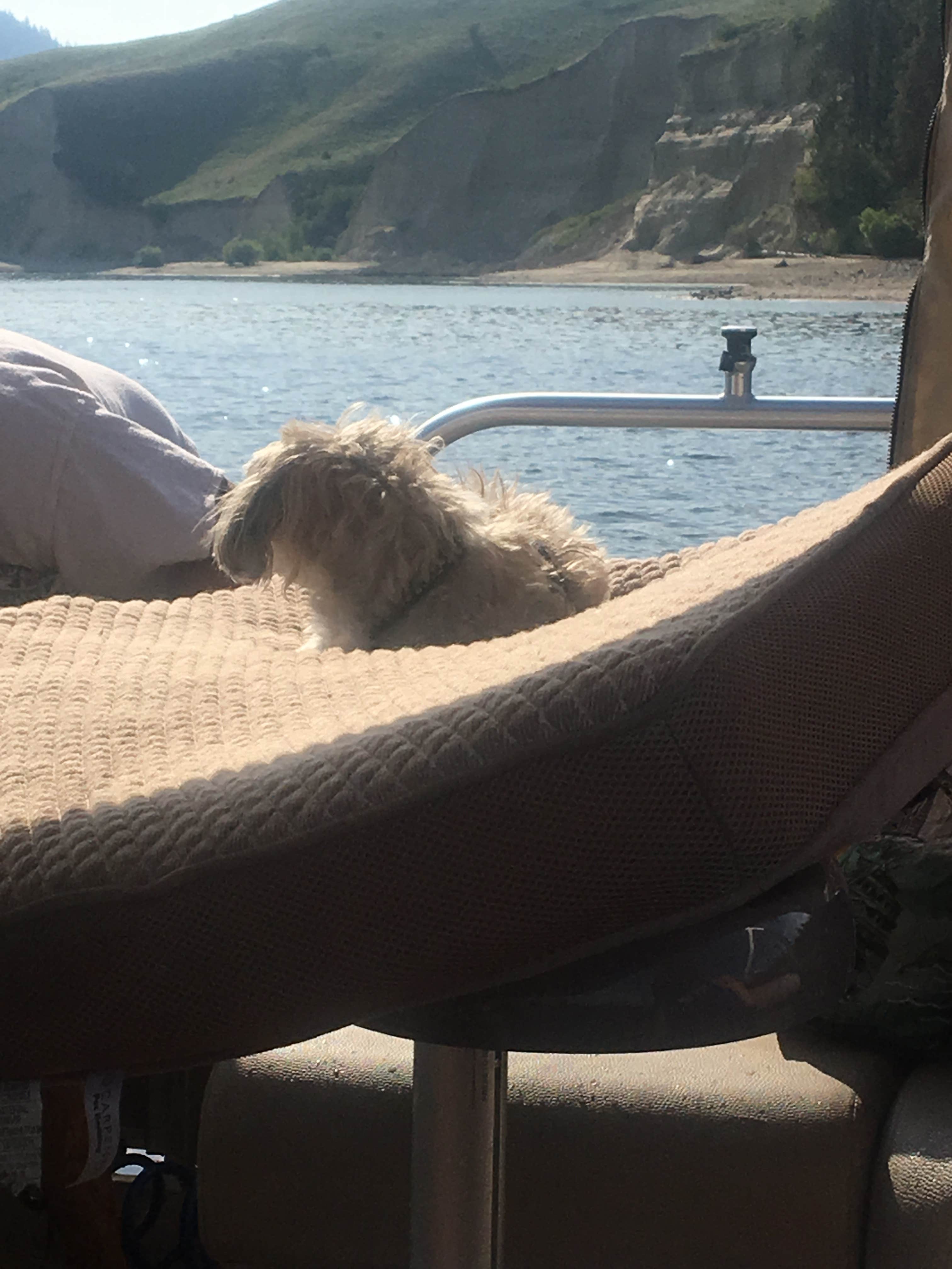 Debbie S.'s photo of camping with pets at Hunters Campground near Loon Lake, WA