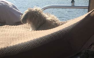 Debbie S.'s photo of camping with pets at Hunters Campground near Loon Lake, WA