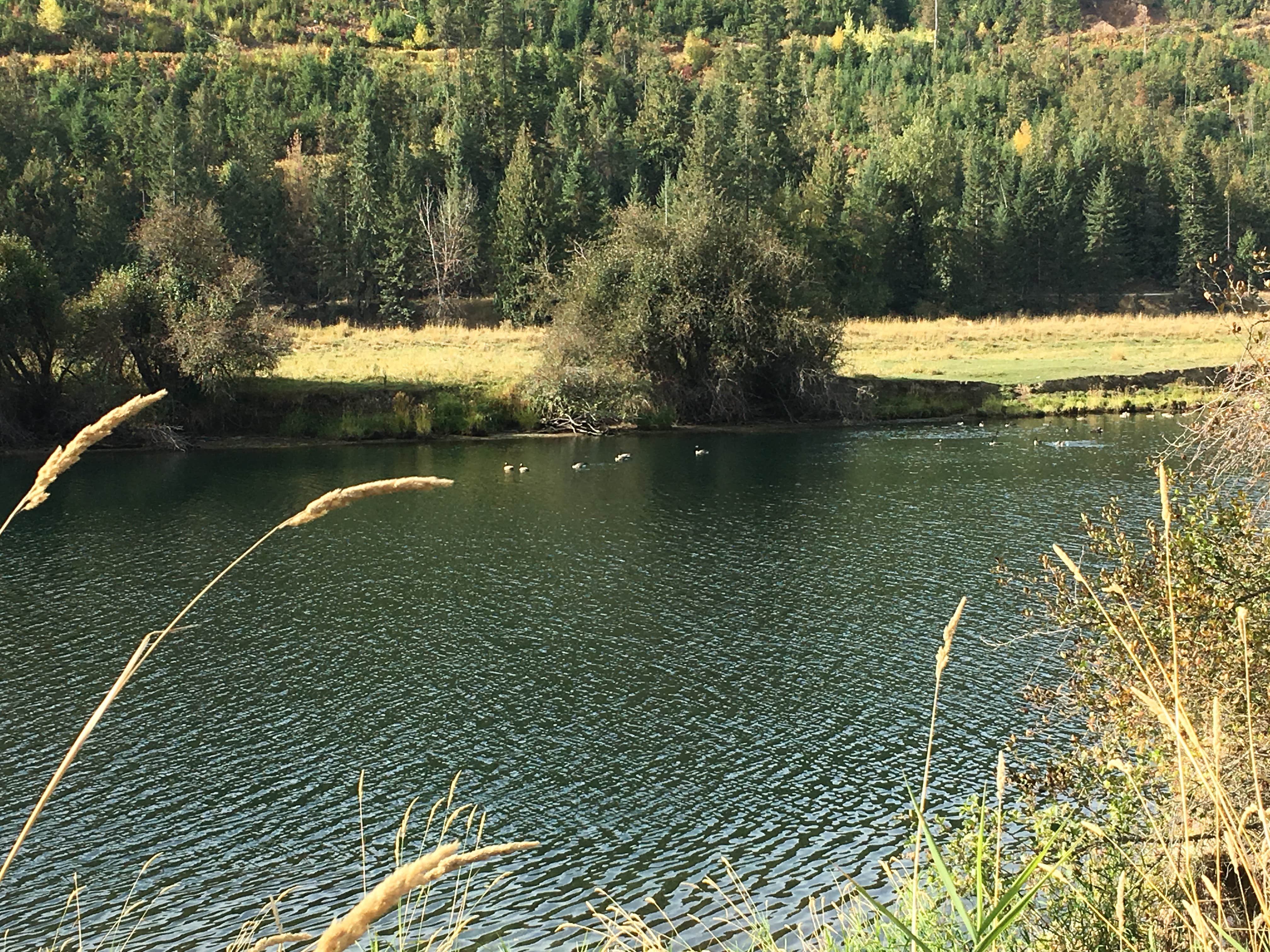 Camper submitted image from Riverview Campground — Beaverhead Deerlodge National Forest - 4