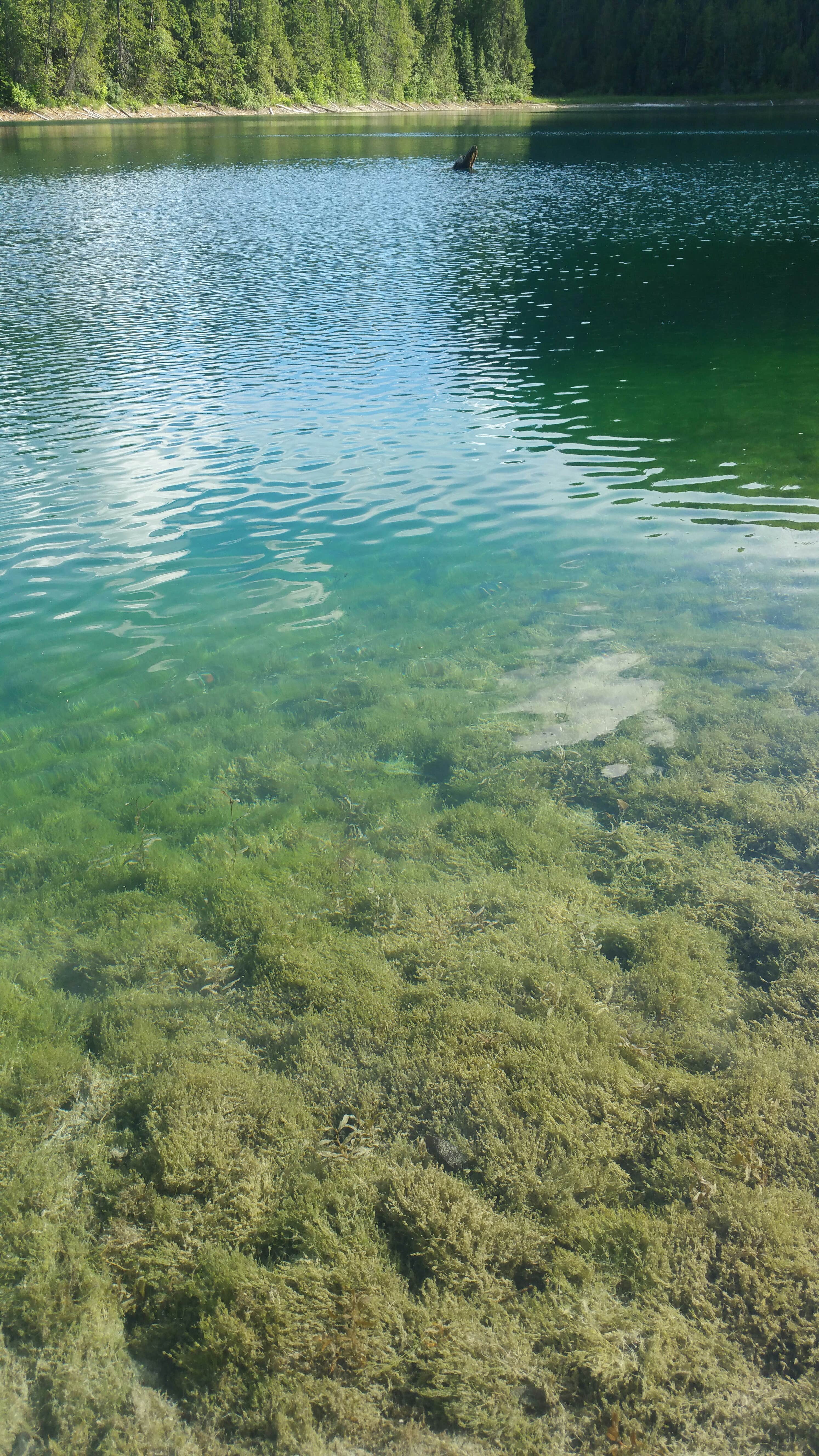 Camper-submitted photo at Crescent Lake Campground near Porthill, ID