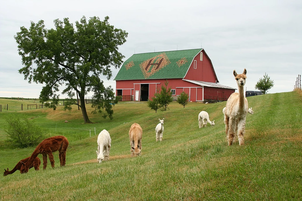 Camper submitted image from Heritage Farm Alpaca Experience - 4