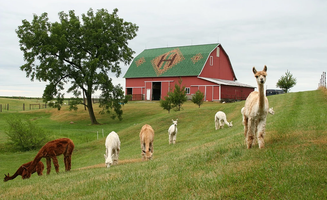 Tim S.'s photo of camping with pets at Heritage Farm Alpaca Experience near Monticello, IN