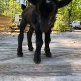 Review photo of Oak Grove Resort & Campground by R V., June 21, 2019