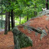 Review photo of Lorraine Park Campground — Harold Parker State Forest by Marisabel R., June 21, 2019