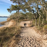 Review photo of Carolina Beach State Park Campground by Ellen W., June 21, 2019