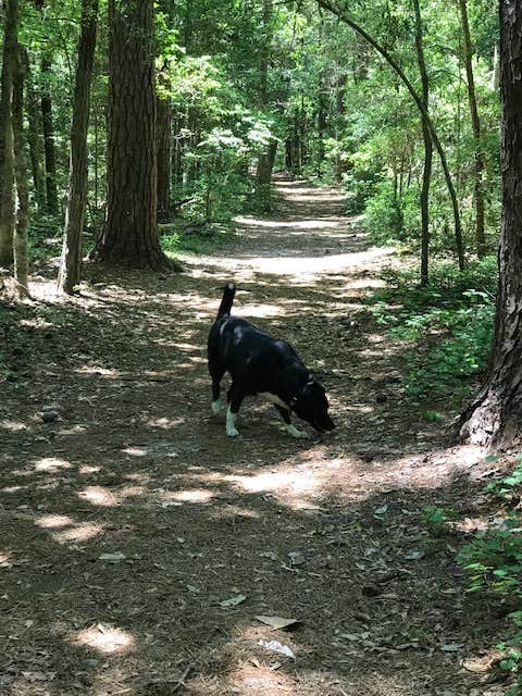 Ellen W.'s photo of camping with pets at Carolina Beach State Park Campground near Burgaw, NC
