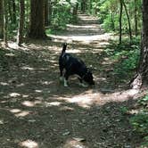 Review photo of Carolina Beach State Park Campground by Ellen W., June 21, 2019