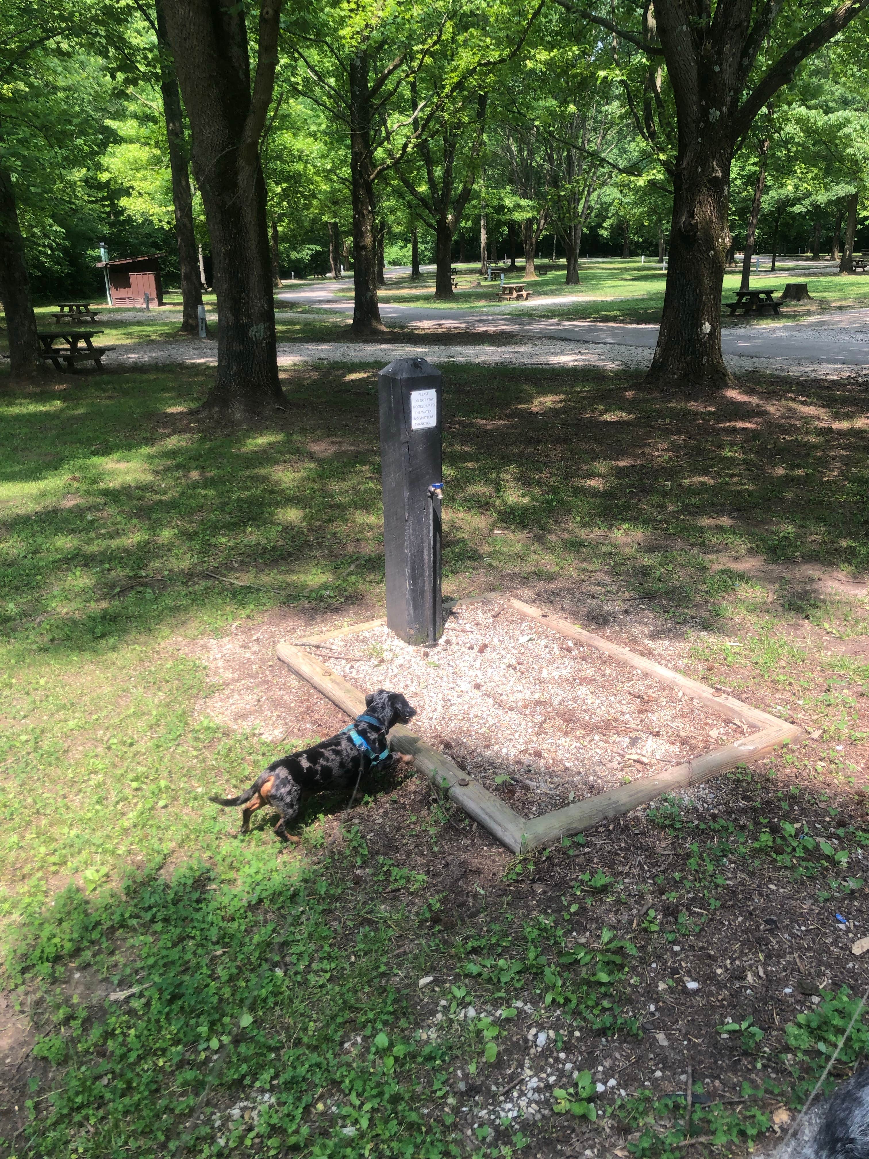 Shelly S.'s photo of camping with pets at Harmonie State Park Campground near Newburgh, IN
