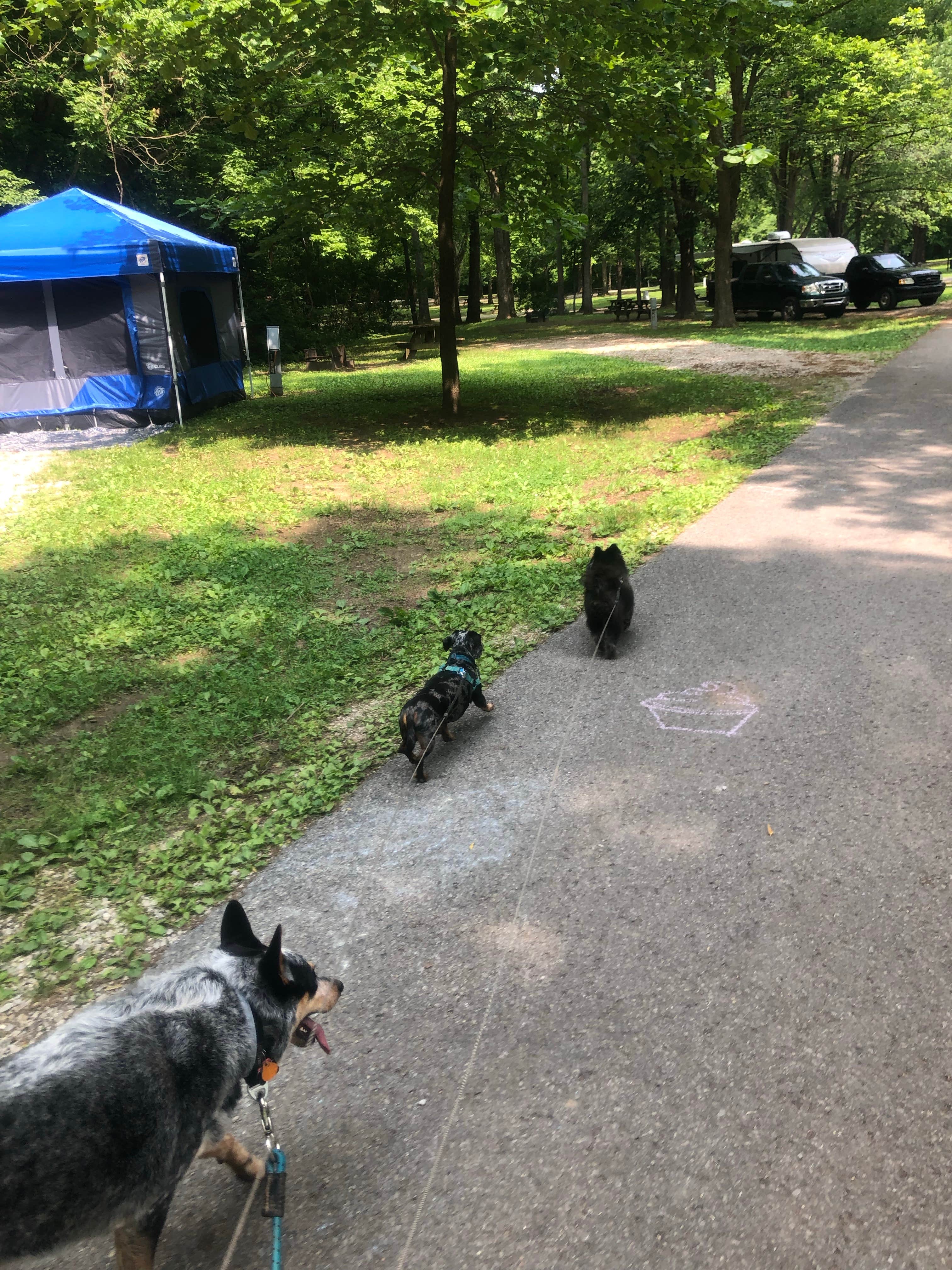 Shelly S.'s photo of camping with pets at Harmonie State Park Campground near Highland, IN