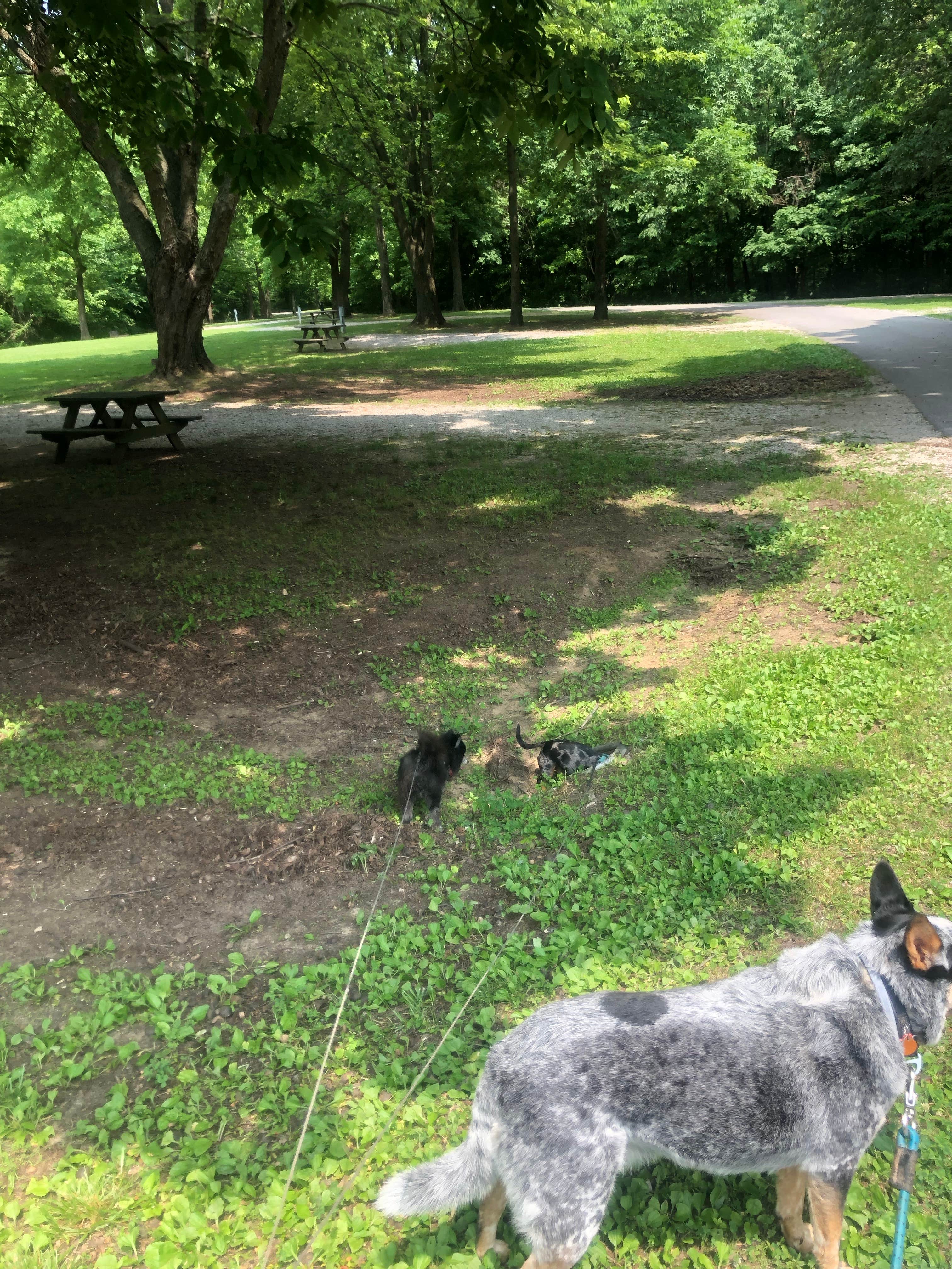 Shelly S.'s photo of camping with pets at Harmonie State Park Campground near Norris City, IL