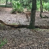 Review photo of Manatee Springs State Park Campground by Kara’s  C., June 21, 2019