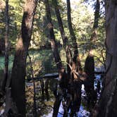 Review photo of Manatee Springs State Park Campground by David G., June 21, 2019