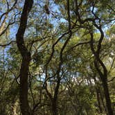 Review photo of Manatee Springs State Park Campground by David G., June 21, 2019