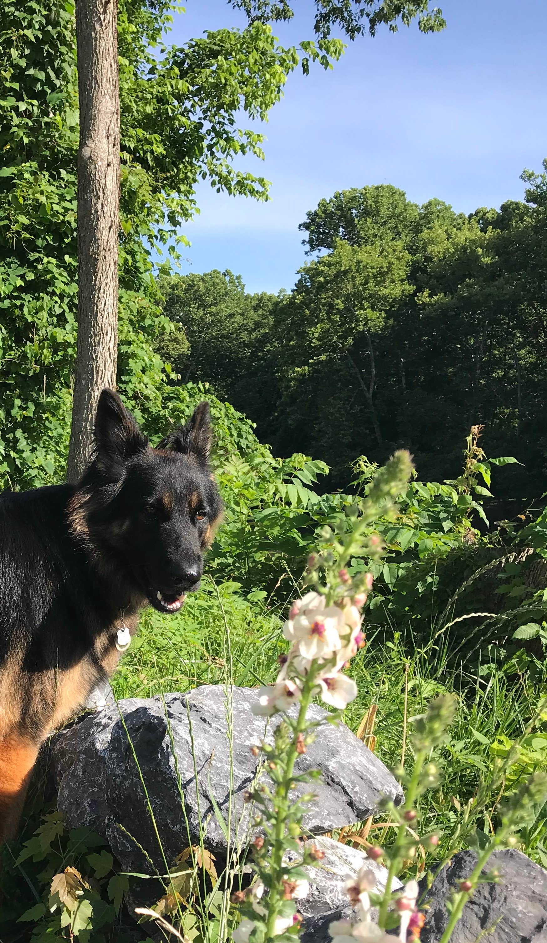 Camping near Front Royal RV Campground - Permanently Closed: North Fork Resort, Front Royal, Virginia