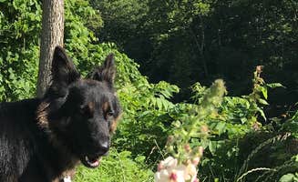 Joy A.'s photo of camping with pets at North Fork Resort near Rileyville, VA