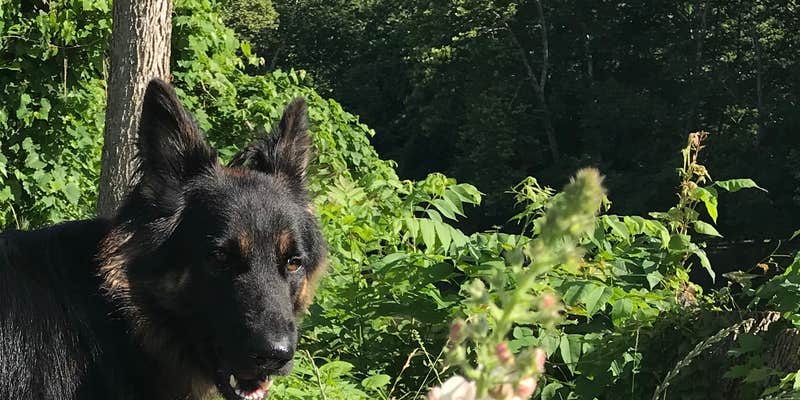 Camper submitted image from North Fork Resort