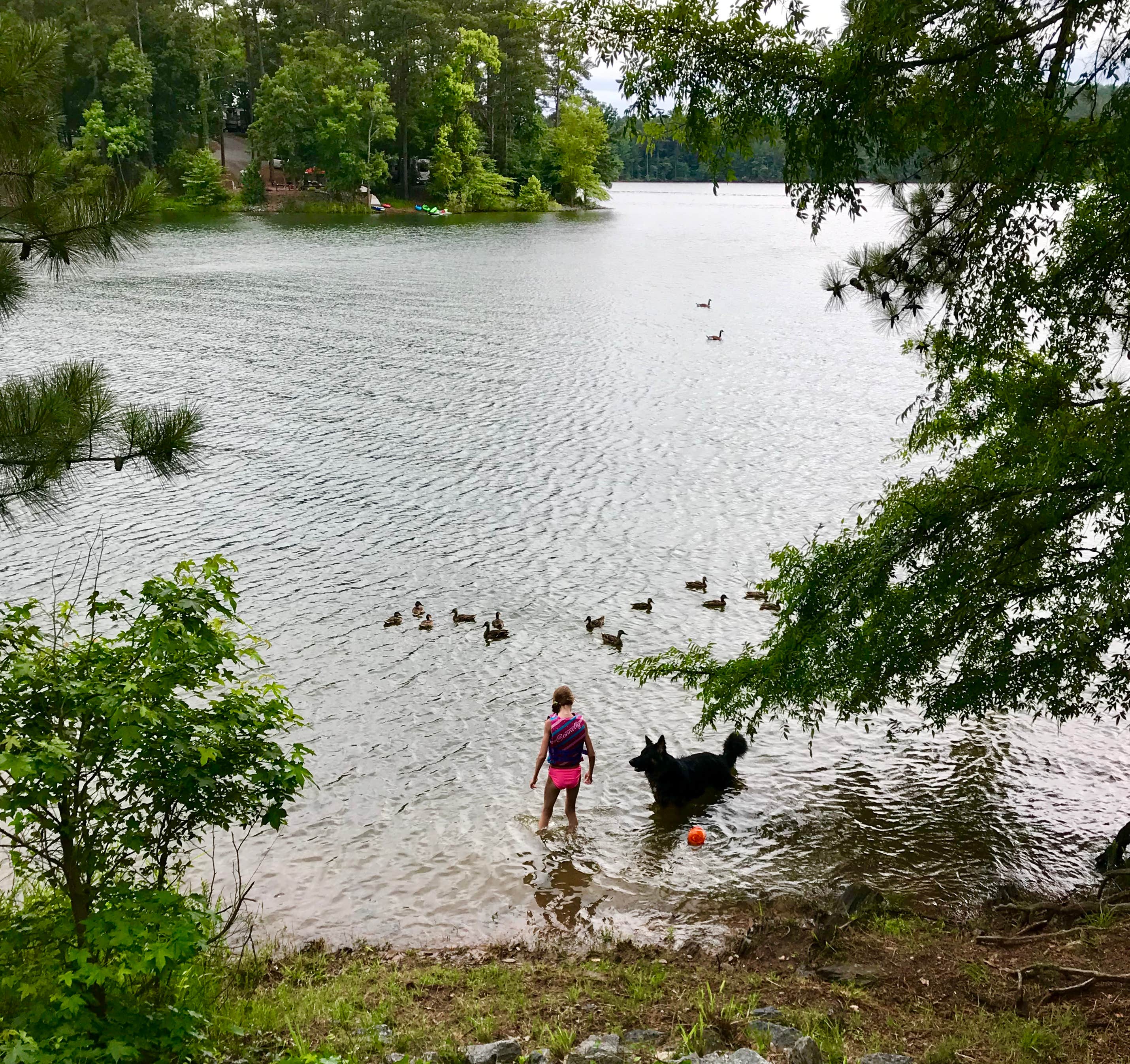 Joy A.'s photo of camping with pets at Mckinney Campground near Atlanta, GA