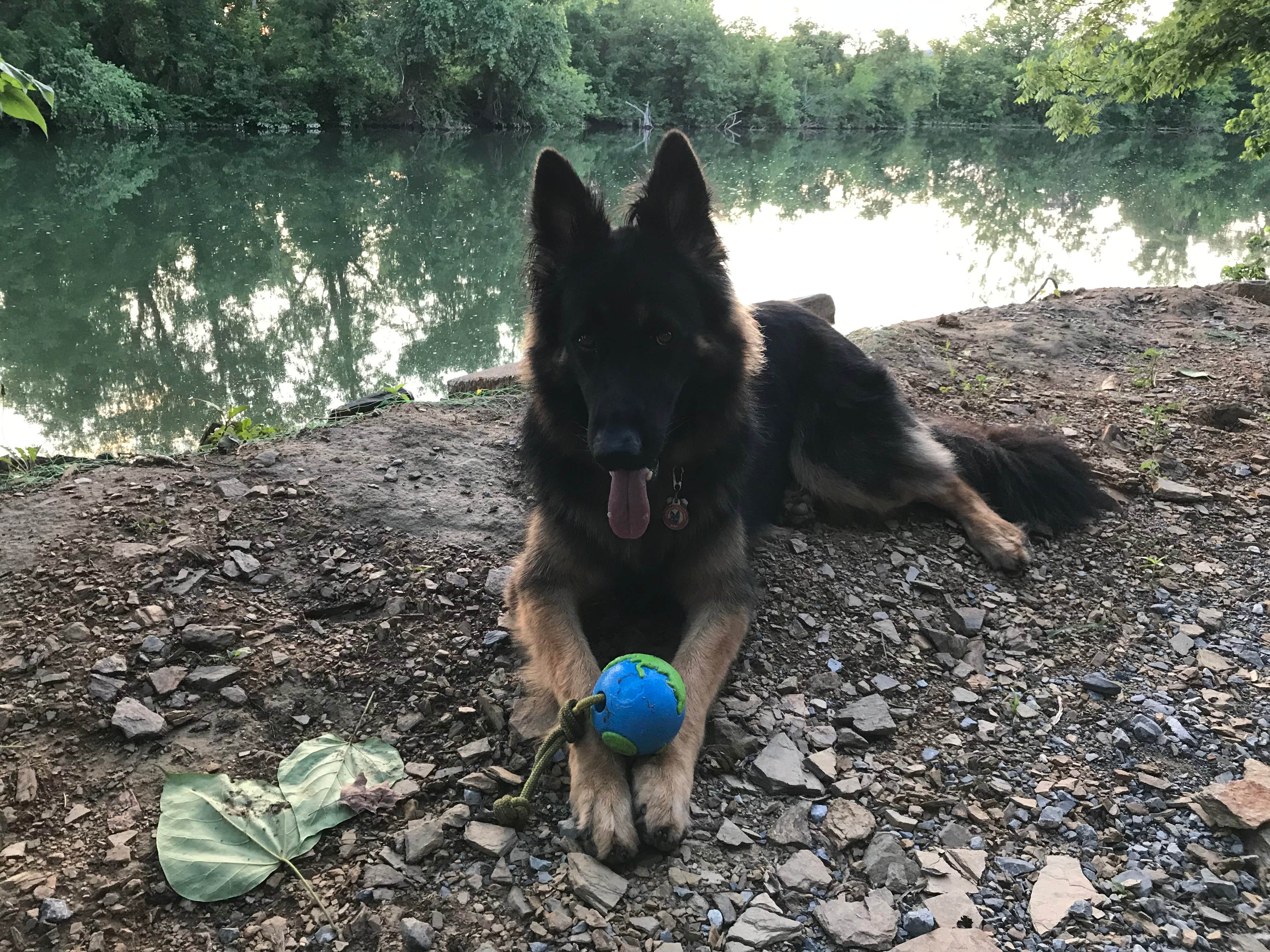 Joy A.'s photo of camping with pets at Ripplin Waters Campground near Sevierville, TN