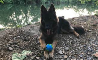 Joy A.'s photo of camping with pets at Ripplin Waters Campground near Knoxville, TN