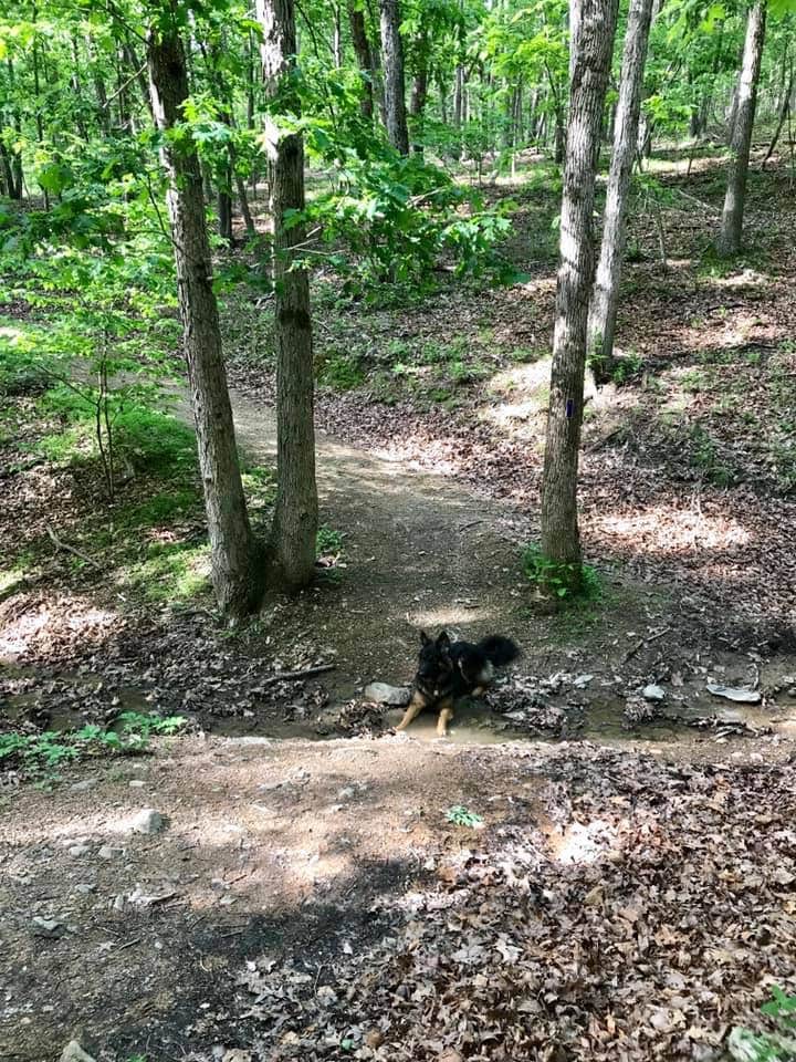 Joy A.'s photo of camping with pets at Andy Guest/Shenandoah River State Park Campground in Virginia