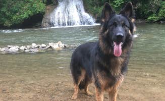 Joy A.'s photo of camping with pets at Shenandoah Valley Campground near George Washington & Jefferson National Forests