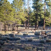 Review photo of Mather Campground — Grand Canyon National Park by Meg  S., September 1, 2015