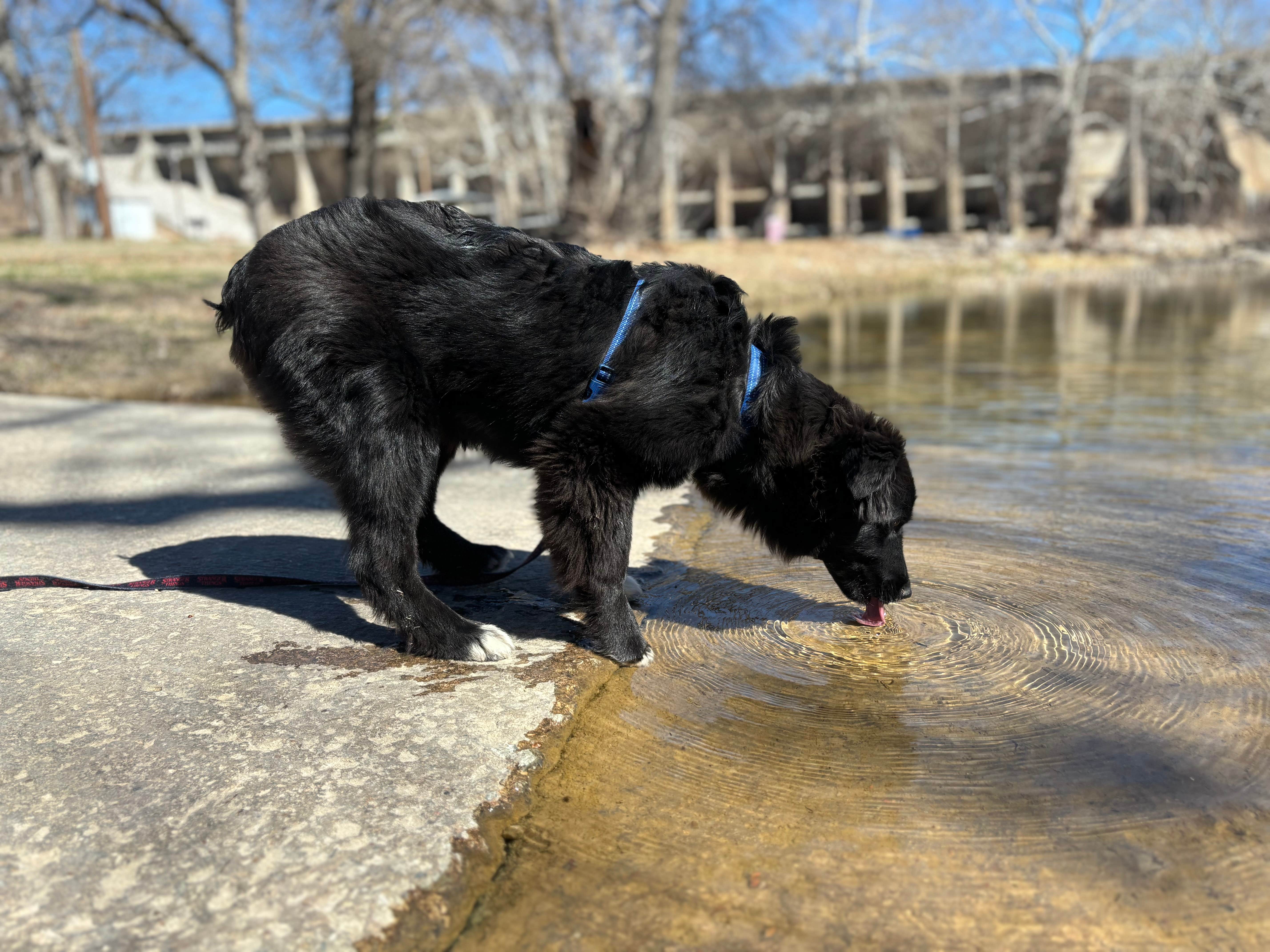 Brianna R.'s photo of camping with pets at Mountain Lake near Chickasaw National Recreation Area