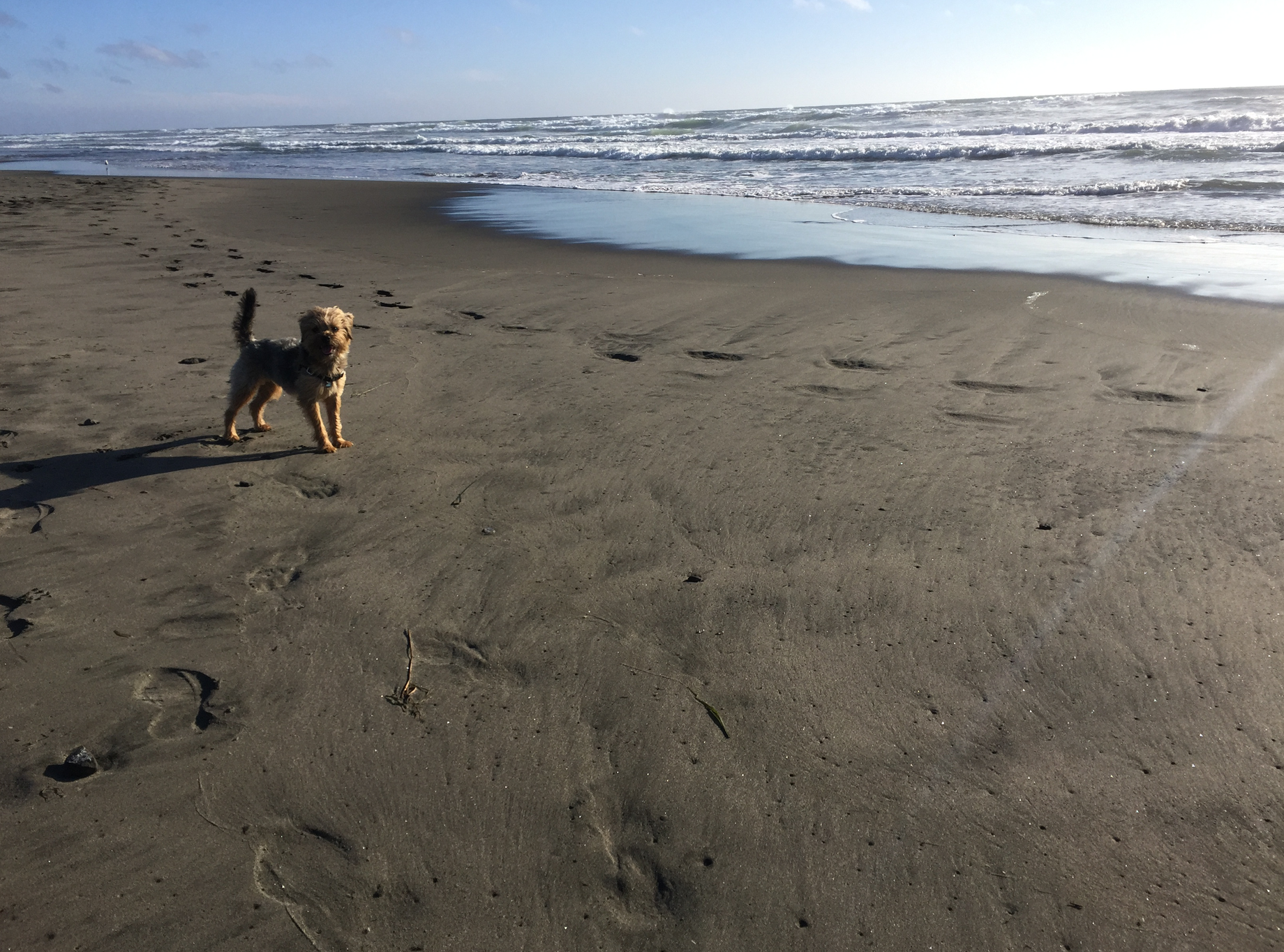 Kayko S.'s photo of camping with pets at Cape Disappointment State Park Campground near Raymond, WA