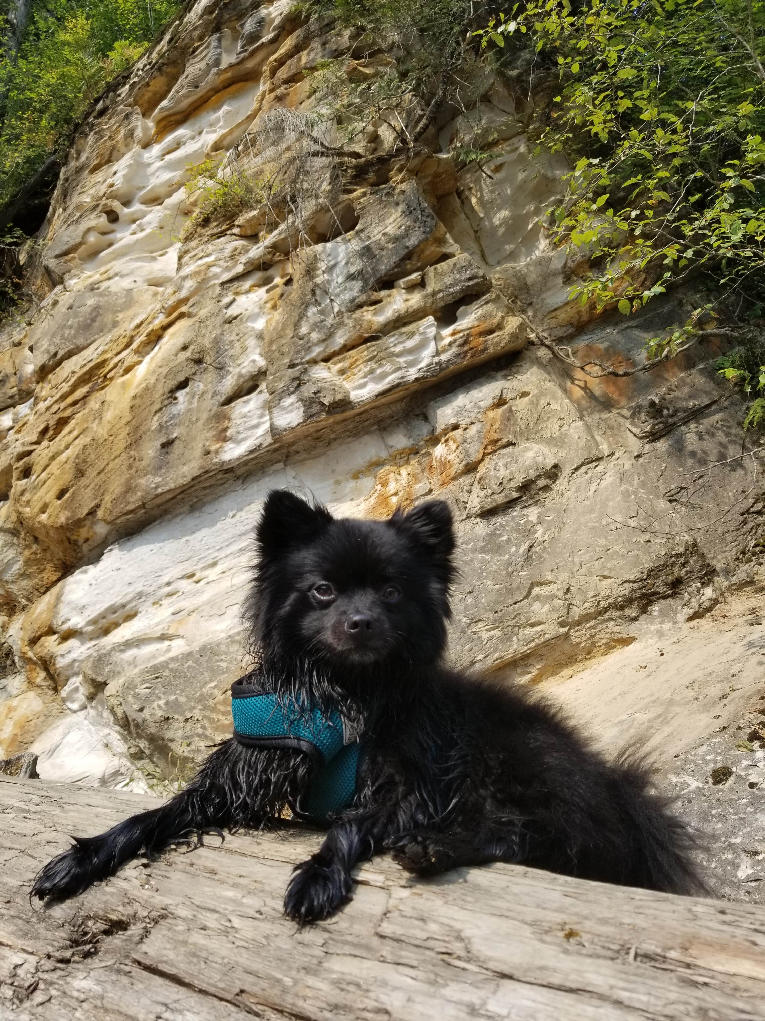 Griffin C.'s photo of camping with pets at Kanaskat-Palmer State Park near Tacoma, WA