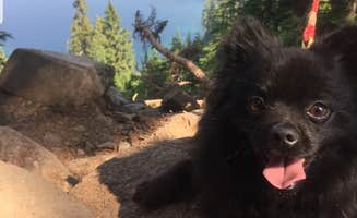 Griffin C.'s photo of camping with pets at Snow Lake Backcountry Campsites — Mount Rainier National Park near Randle, WA