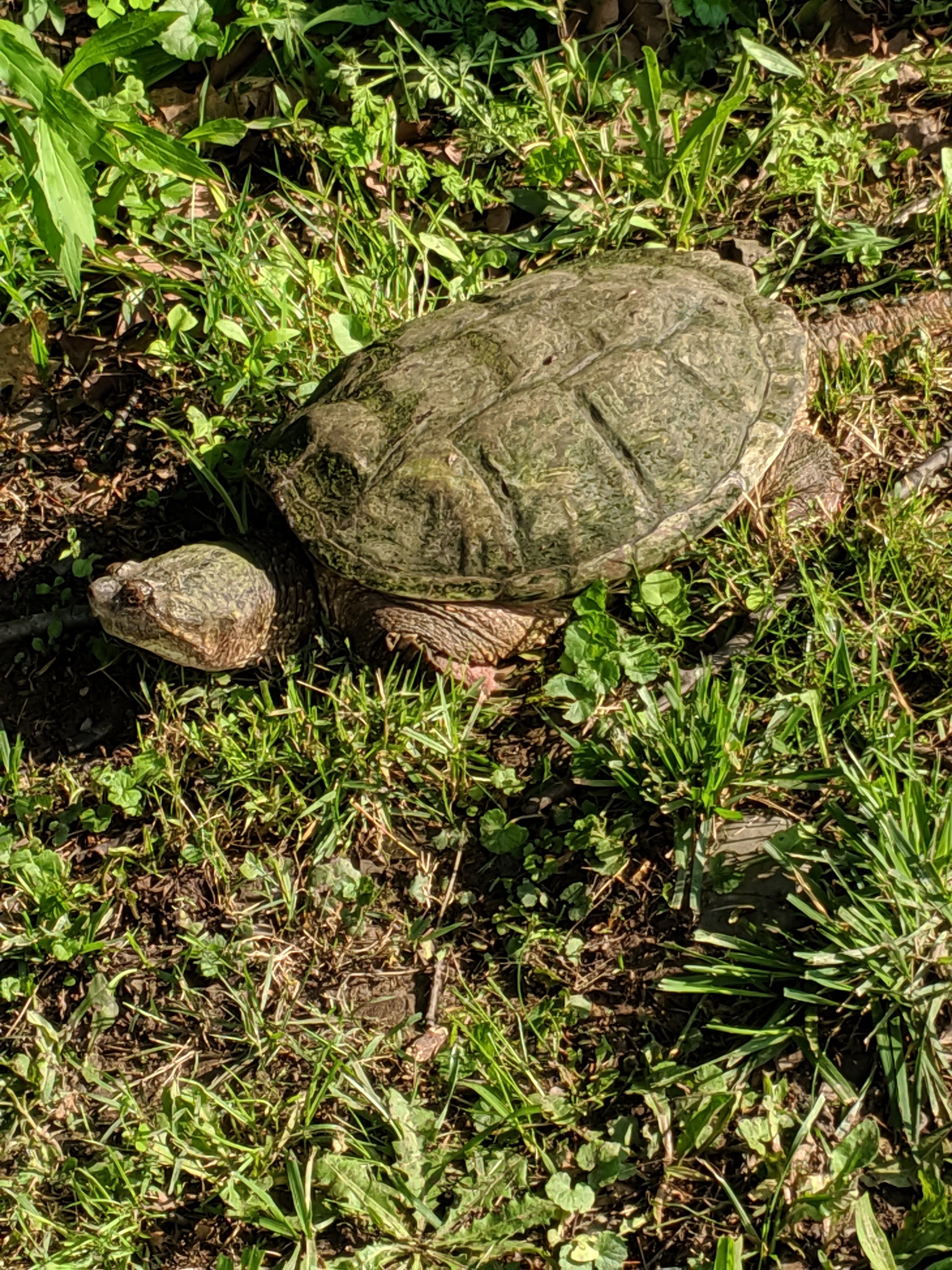Morning turtle visits