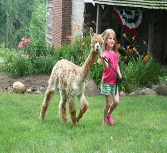 Camper-submitted photo from Heritage Farm Alpaca Experience