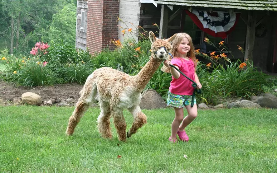 Camper submitted image from Heritage Farm Alpaca Experience - 5