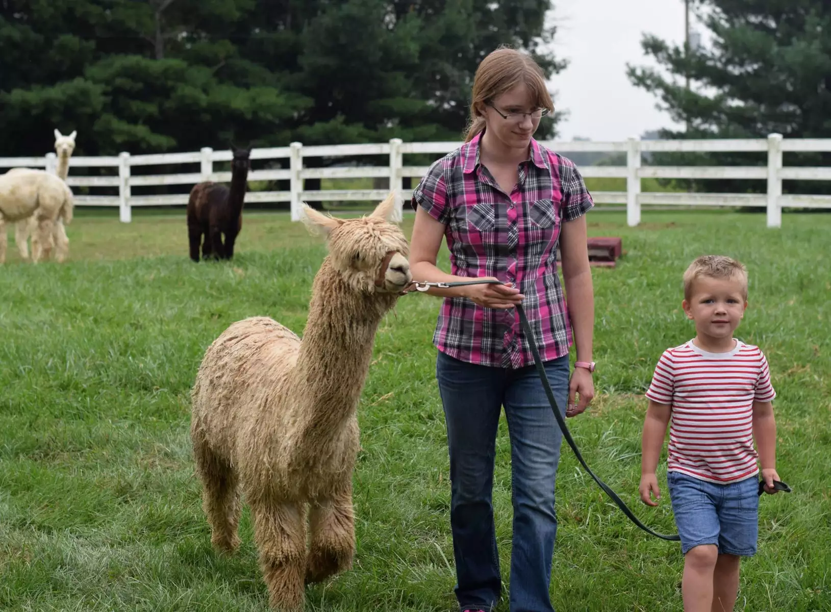 Camper submitted image from Heritage Farm Alpaca Experience - 3