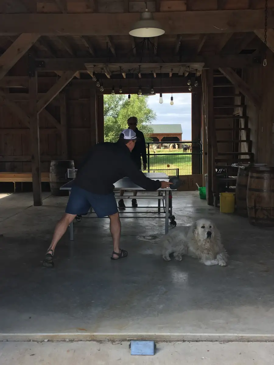 Camper-submitted photo at Heritage Farm Alpaca Experience near Greentown, IN