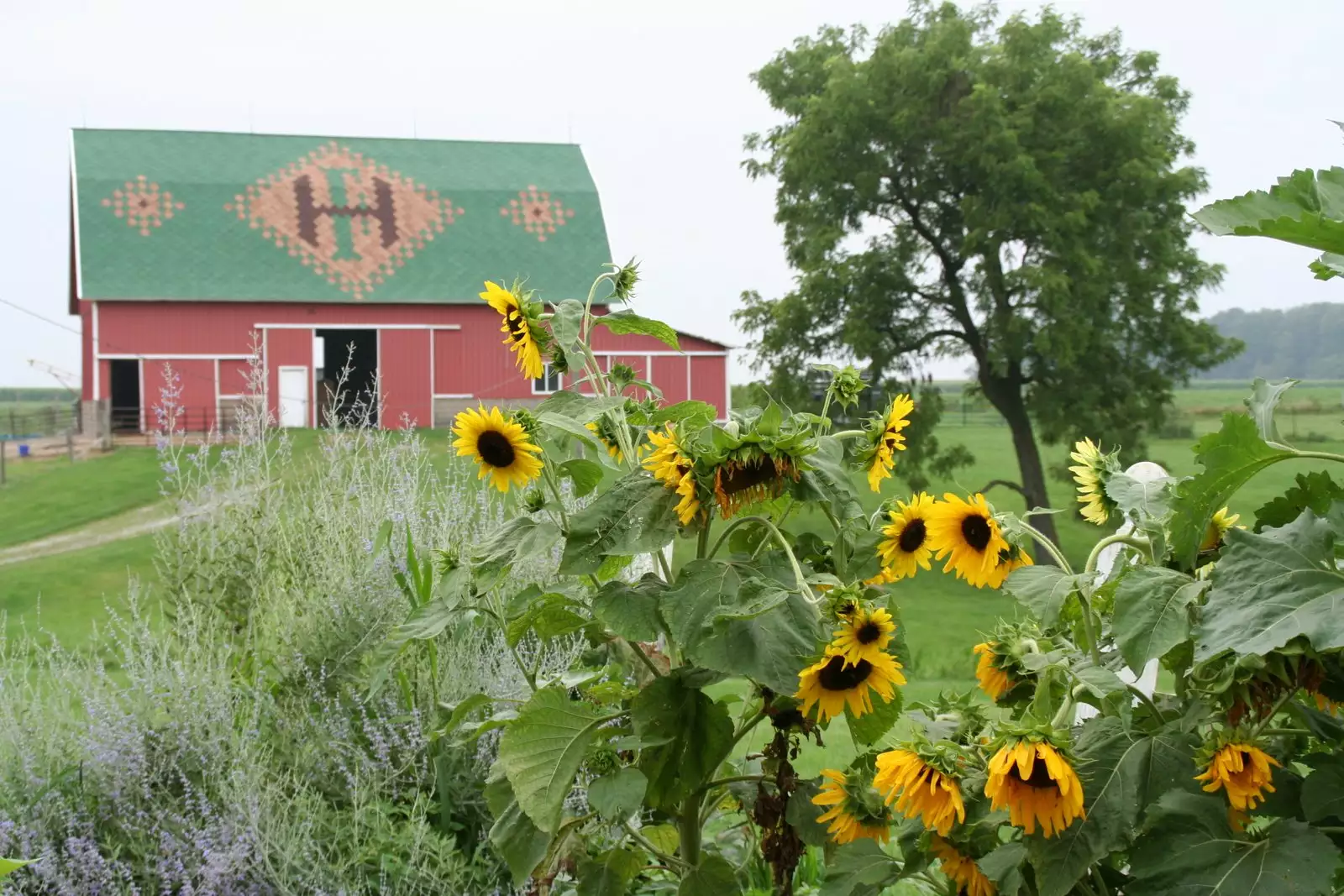 Camper-submitted photo at Heritage Farm Alpaca Experience near Greentown, IN
