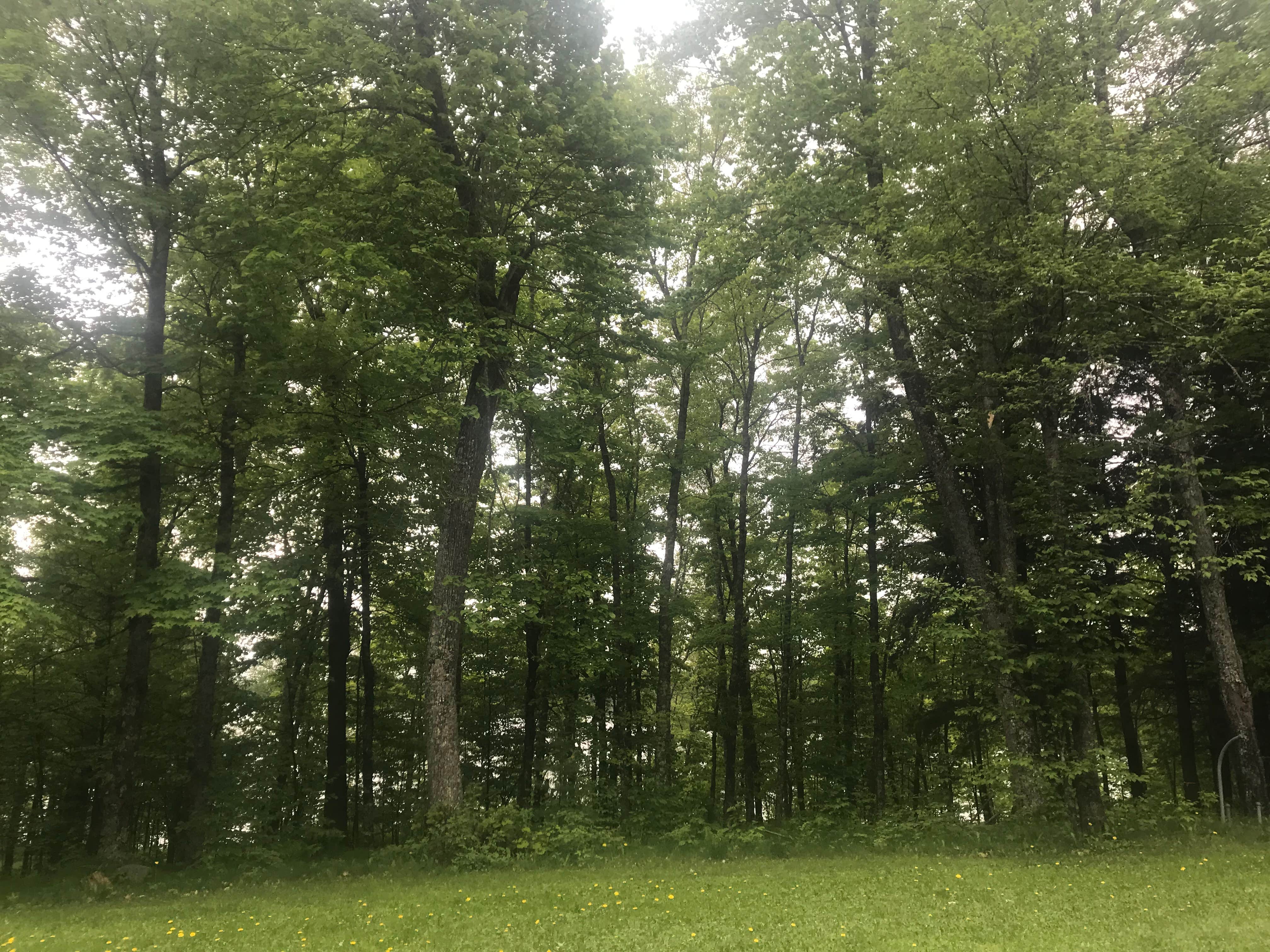 View All