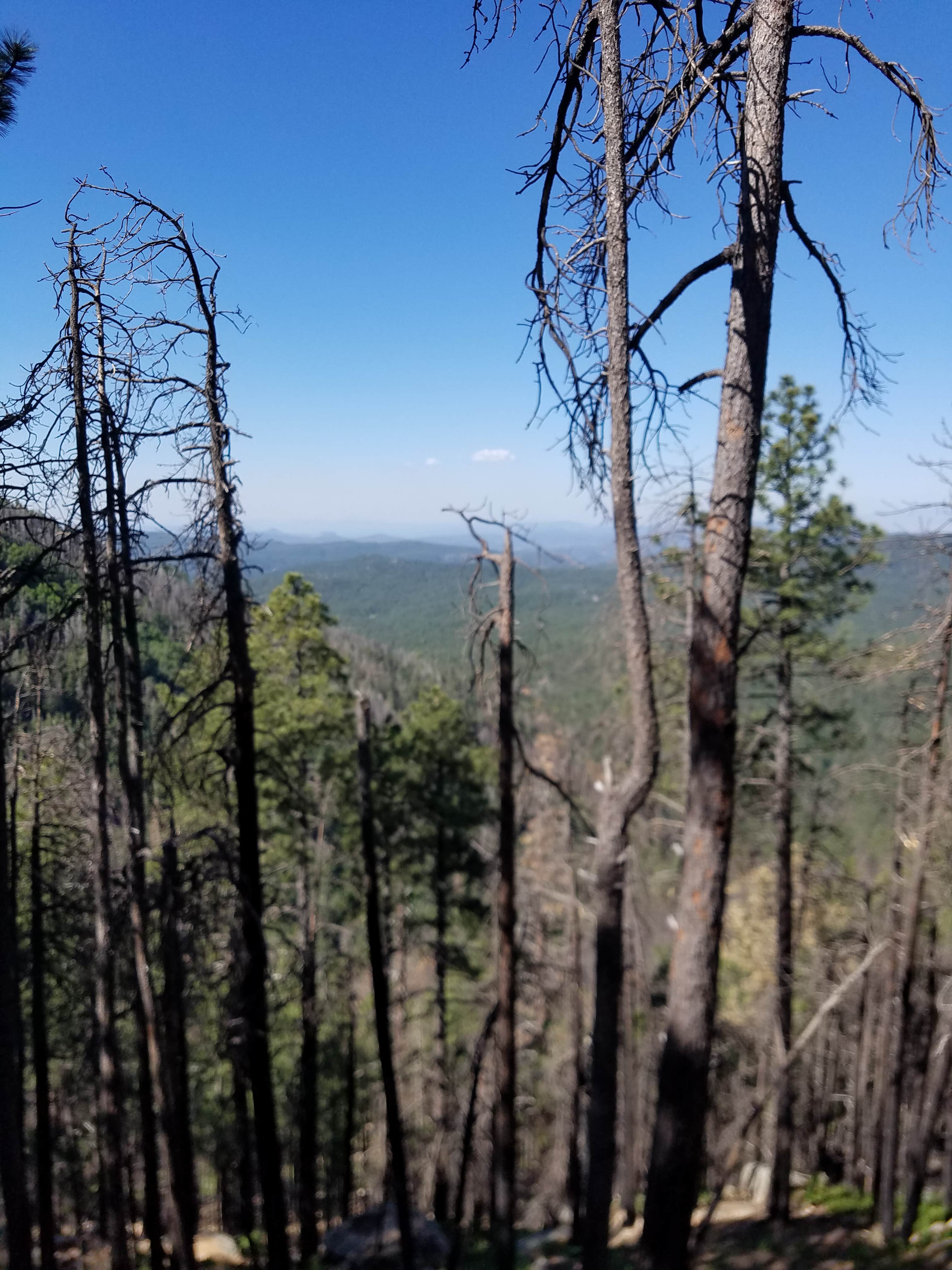 Camper-submitted photo at Fr 171 Campground near Cibecue, AZ