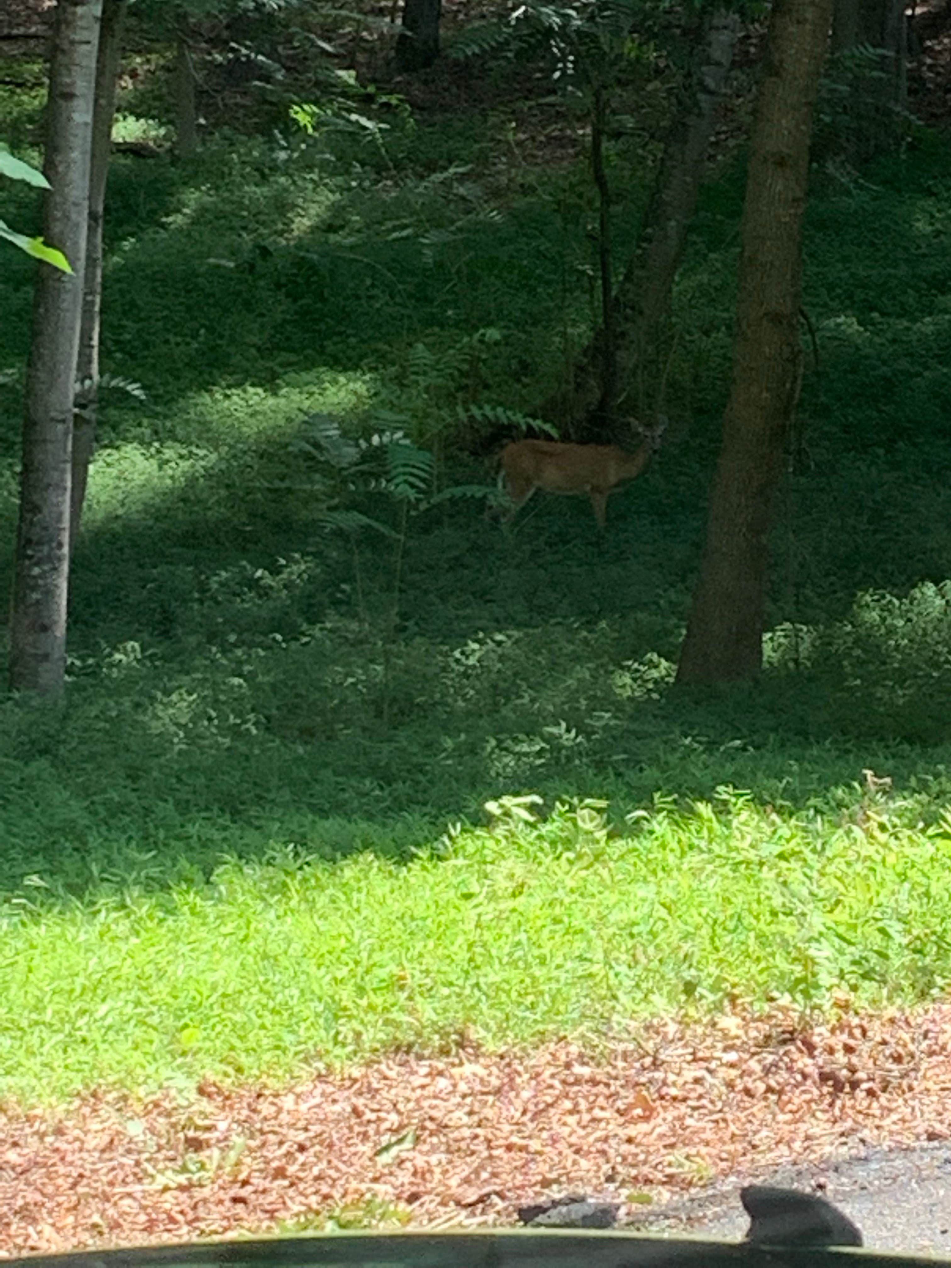 Camper-submitted photo at Red Top Mountain State Park Campground in Georgia