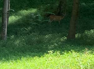 Red Top Mountain State Park Campground