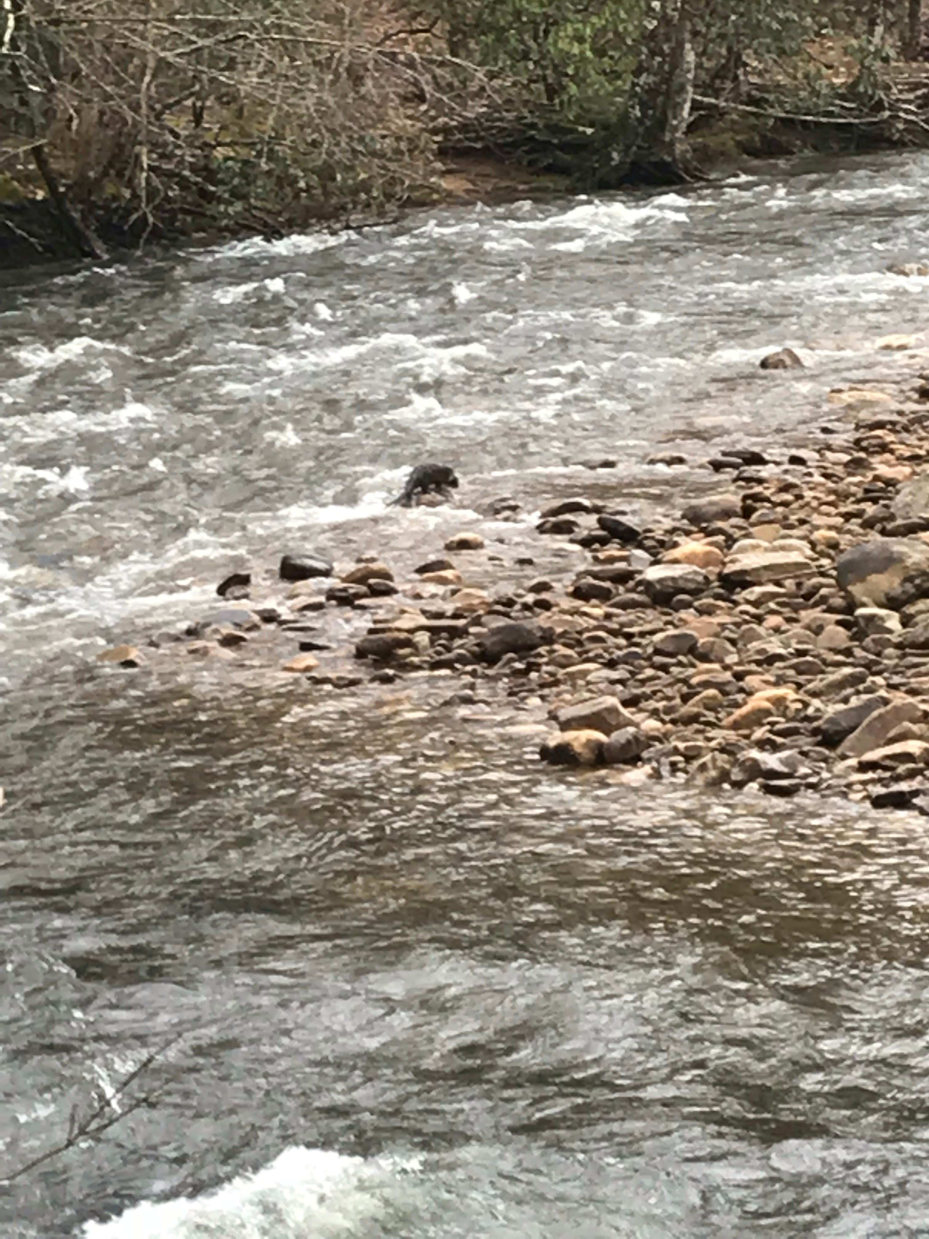 Camper submitted image from Cranberry River Sites NF Campground - 3