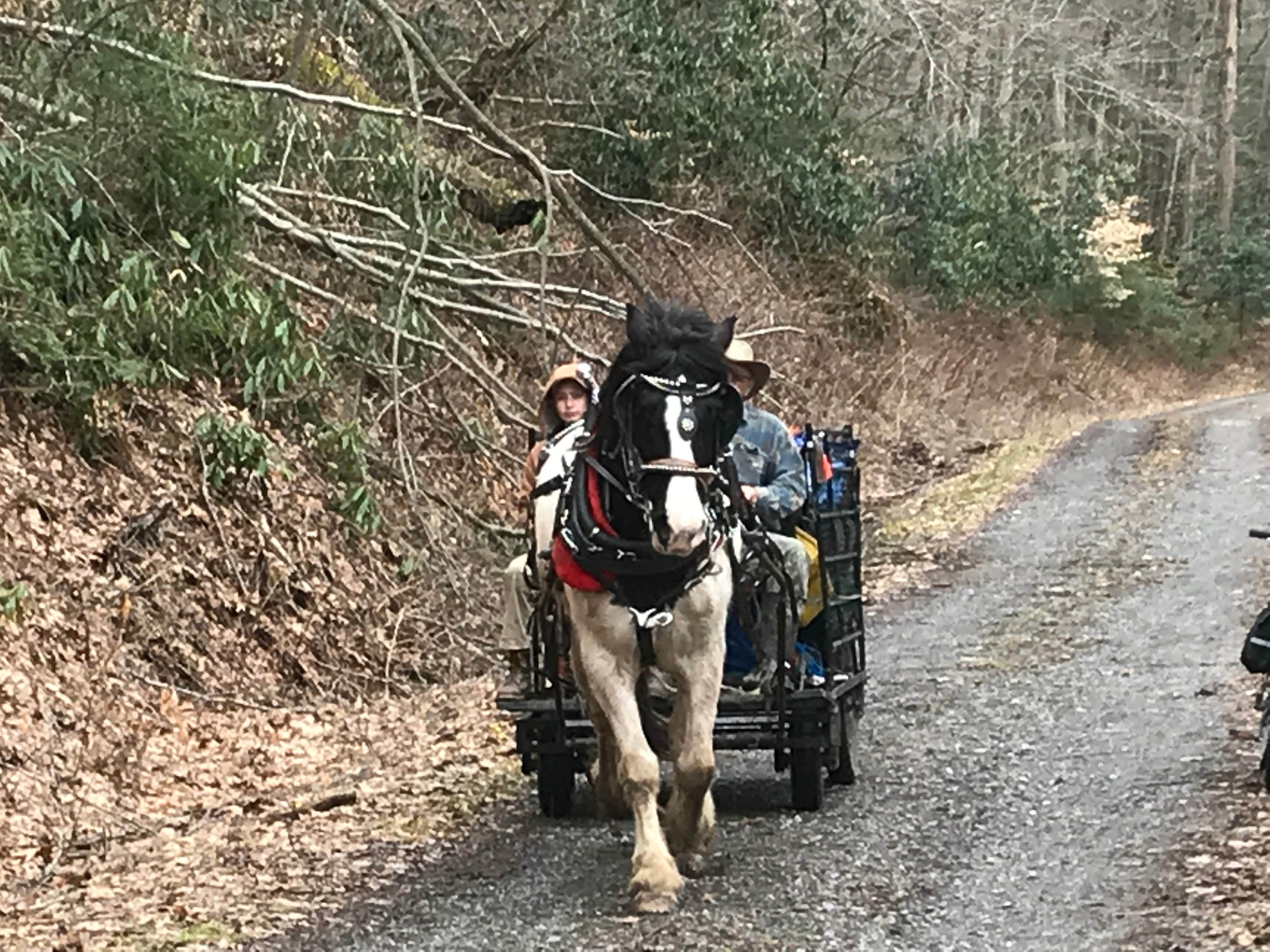 Jamie H.'s photo of camping with a horse at Cranberry River Sites NF Campground near Cass, WV