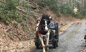 Jamie H.'s photo of camping with a horse at Cranberry River Sites NF Campground near Cass, WV