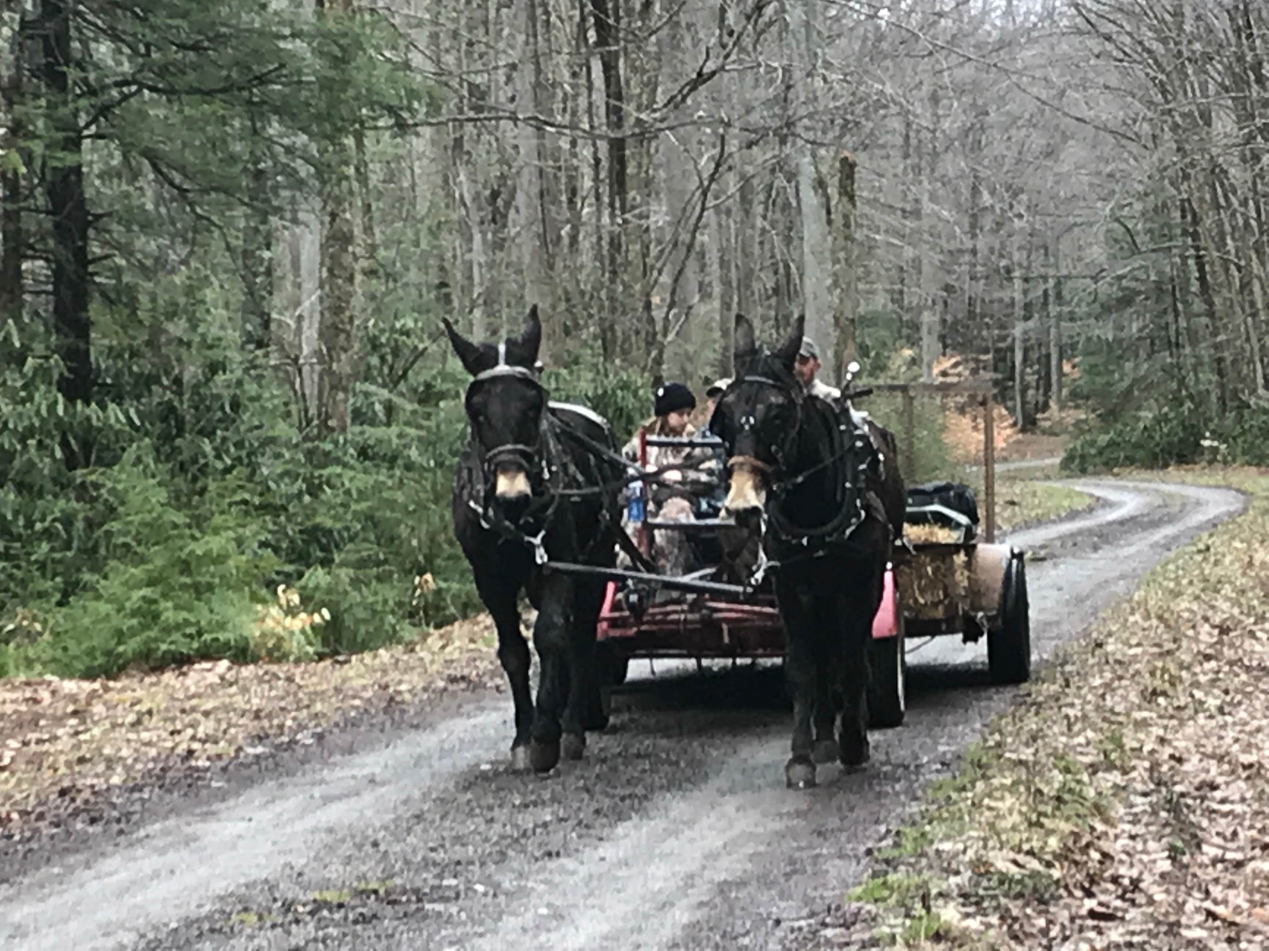 Jamie H.'s photo of camping with a horse at Cranberry River Sites NF Campground near Fayetteville, WV